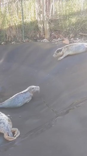 #tbt Carrowmore making a smooth entrance into the pools 🎳😂 #seals #animalrehab #marineconservation | Seal Rescue Ireland