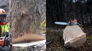 Tackling Giant Tree with Expert Precision and a Robust Chainsaw