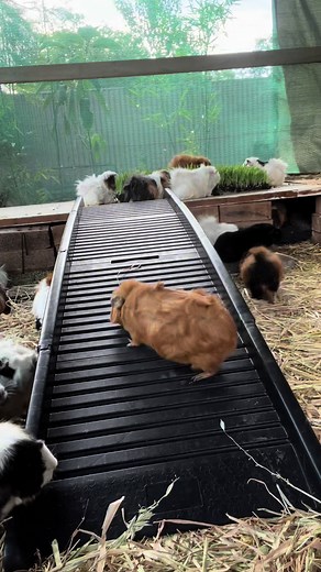 Cute Guinea Pigs on a Ramp: Getting Creative with their Food!