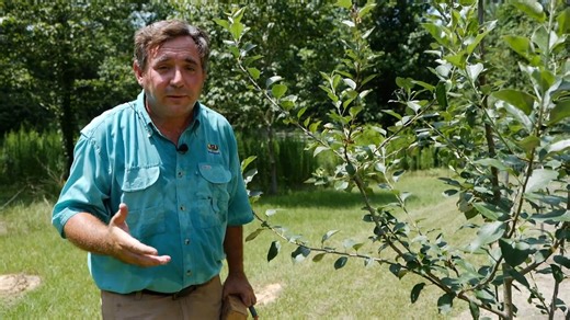 LSU AgCenter horticulturist Kerry Heafner explains the difference between pruning and training your fruit tree branches. | LSU AgCenter