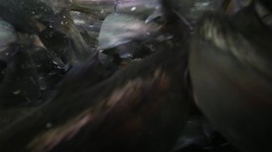 Trout Farm Underwater Underwater Clip Stock Footage Video (100% Royalty-free) 1034908625 | Shutterstock