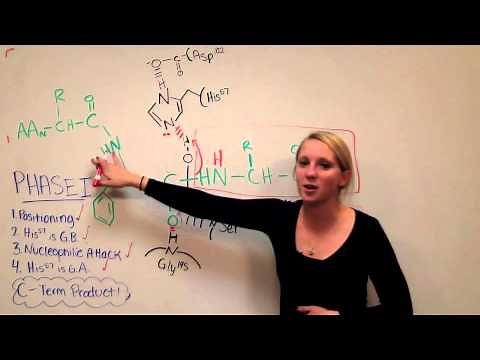 Chymotrypsin Mechanism