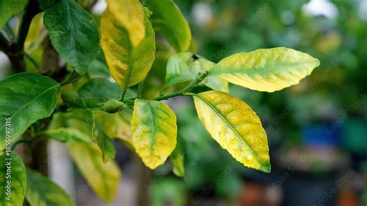 Medium shot showing yellowing lemon tree leaves focusing on nutrient deficiency identification and corrective care methods.