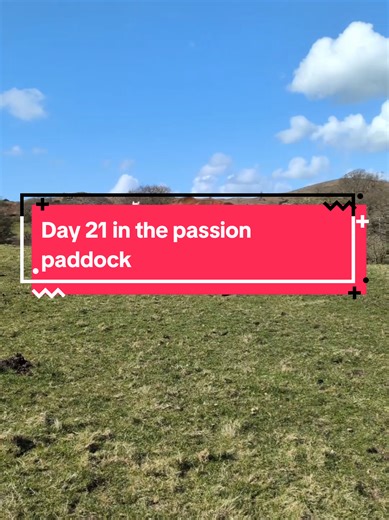 Day 21 in the passion paddock! #breedingseason #glencarrigpatrick #connemarapony #misssnuggles #thoroughbred