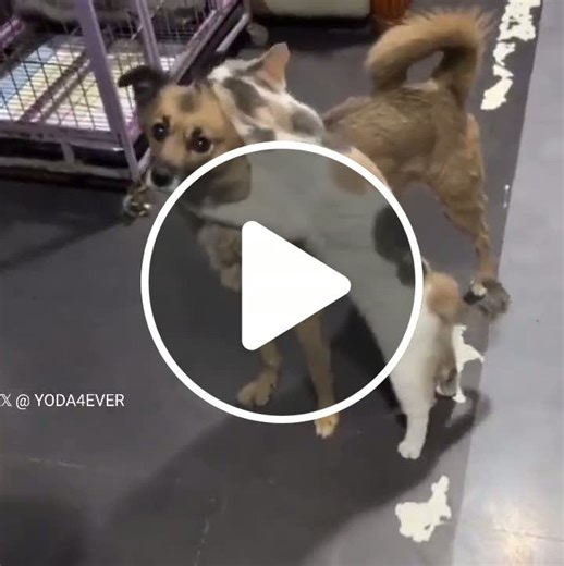 This dog had been missing for two weeks, and this was the cat's reaction when he was finally found..#UnpopularOpinion #CaughtOnCamera - NewsBreak