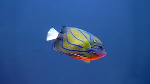 Tanked: Season 14 Episode 3 Triple Tank Throwdown!