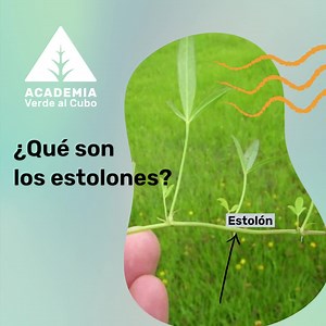 ¿QUÉ SON LOS ESTOLONES Y PARA QUÉ SIRVEN? Los estolones son tallos aéreos de poca altura que crecen paralelos al suelo y que tienen la capacidad de enraizar y producir nuevas plantas. La menta, por ejemplo, es una planta que presenta estolones. Esto permite propagar o generar nuevas plantas de menta, simplemente cortando porciones de estolón con una pequeña cantidad de raíces, y trasplantando este estolón en una nueva maceta o cantero. ¿Qué otras plantas se reproducen de esta forma? El lazo de a