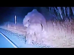 REAL Sightings of Unknown Beings Caught on Video - Part 2