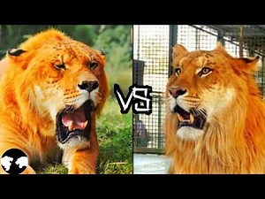 LIGER vs TIGON | Who will win ?