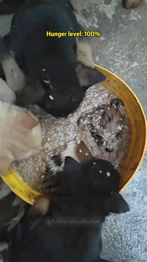 Hilarious Dog Hunger Moments