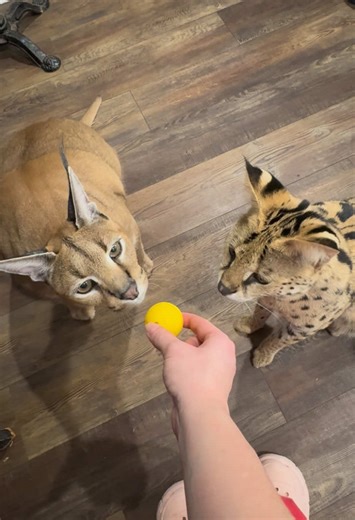 Playful Moments with Cats: A Furry Encounter