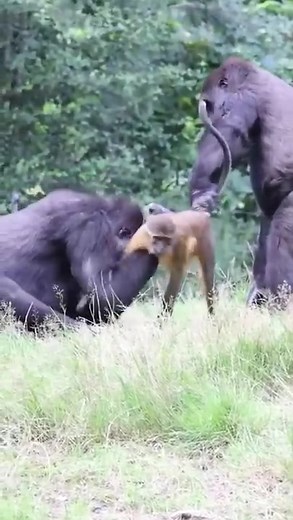Two Gorillas Fighting Over a Monkey