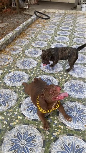 Khách hàng không sao Xóm này có sao 😂😆 #exoticbully #chamsocthucung #trangsucthucung #vongcochomeo #yeuthucung