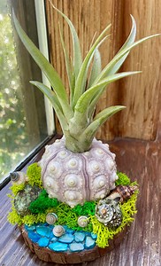 Air Plant Display, Sea Urchin Air Plant Holder, Housewarming Gift, Unique Gift, Living Art, Bathroom Plant, Shell Art, Beachy Gift - Etsy Canada