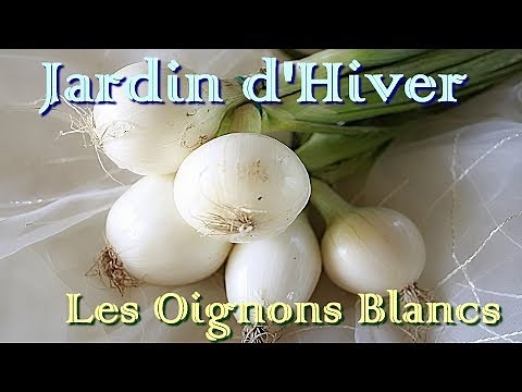 Jardin d'Hiver - Préparation des Oignons Blancs