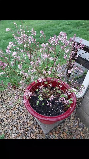 My beautiful "miss kim" lilac has bloomed.. and bloomed it has!!! I love the fragrance from this... #lilac #MissKimLilac #spring #springtime #springvibes2025 #flowers #flowerstagram #flowerseveryone #itsthelittlethings #contentcreator #Saturday #bloomseason #fyp2025 #fyp | Mimi Kozakovsky