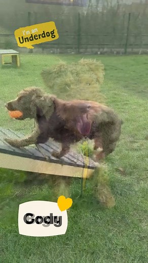 35K views · 672 reactions | Meet some gorgeous doggos at Dogs Trust Basildon looking for their forever homes!  We look forward to helping you find your perfect match. To start your application to adopt one of the dogs in our care, please visit https://www.dogstrust.org.uk/rehoming [Video Description: A montage of six dogs of all different shapes and sizes playing with their toys and looking at the camera] | Dogs Trust | Facebook