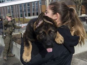 Meet the police dogs from last year's RCMP name-the-puppy contest