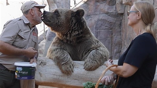 Experience the ultimate behind-the-scenes adventure as my wife and I get a private tour of the incredible Fame Park Zoo!🤩 From feeding majestic tigers » and powerful lions to encountering adorable bears , this exclusive tour gave us unforgettable moments with some of the world's most amazing animals. Join us as we explore the zoo, meet the keepers, and share fun, feel-good moments that animal lovers will adore. Don't miss this one-of-a-kind animal adventure-like, comment, and subscribe for more