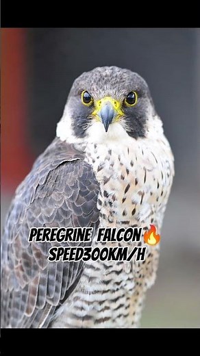 Eagle vs Peregrine Falcon Who is the Real Speed King? 🦅⚡#WildverseFacts #PeregrineFalcon #EagleAttac