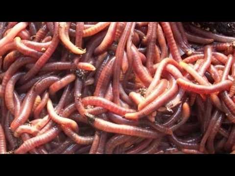 Catch Earthworms Fast and Easy (Ideal Bait for Fishing Bass, Bluegill, Sunfish, Carp and Catfish)