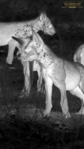 Painted Dogs - What We Don't Normally See | Great Plains Conservation