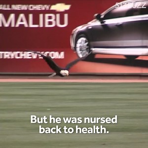 THIS IS SAM 🇺🇸 He may be the most famous Cincinnatian you've never heard of. From near-dead on side of road to shining patriotic beacon: The story of Sam the bald eagle: https://bit.ly/2I06T0p | WLWT