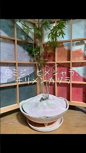 2月に蓋付の植木鉢に植え替えしたのモミジ、ヒメシャラ、チリメンカヅラが1ヶ月経ち新芽が出てきました！#陶芸#植木鉢#植え替え#植え替え作業#モミジ#紅葉#もみじ#姫路市#姫路#兵庫県#ヒメシャラ#兵庫