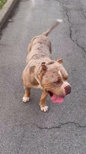 BAYNE’S BULLIES PRESENTS 🐾 🐾Name: AsadKennel: Bayne’s BulliesBloodline Origin: Bossy Kennels