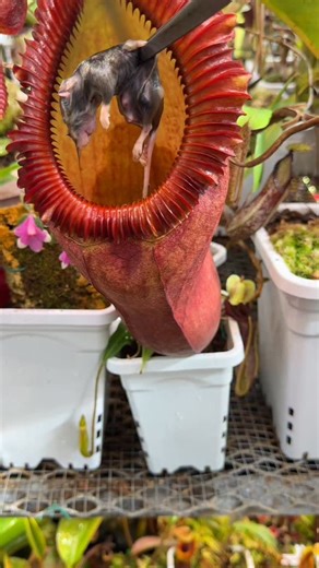 Jeremiah's Carnivorous Plants on Instagram: "Mouse Drop, yes they catch mice."