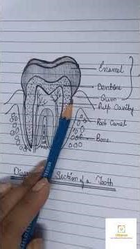 Discover the internal structure of a tooth in our new diagram video—easy-to-understand layers