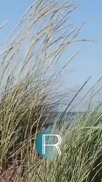 Gentle swaying grass & serene skies | Relaxing nature scene with soothing music