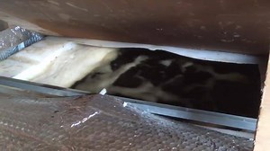 A batch of AF Bioplus T (Nitrogen fixing and phosphate solubilising microbes with added Trichoderma) being brewed up on farm ready for drilling today! 🚜💦🌱 Each microbe in the AF Bioplus T consortium provides a beneficial effect to the soil ecosystem and crop being planted.. 🦠 Azospirillum can colonise the roots of plant species and increase their growth by the production of different metabolites, including plant hormones. 🦠 Azotobacter and Beijerinckia have beenficial effects on crop growth