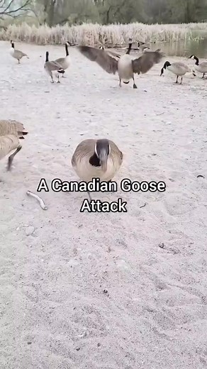 Scary Goose Attacks: Canadian Geese Chasing People