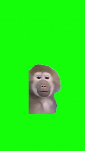 Confused monkey meme green screen template #happybirthday #greenscreen #meme #geeenscreenvideo #memes