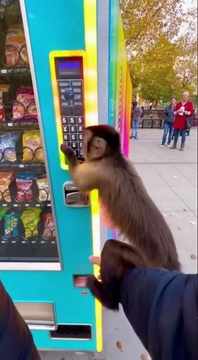 Monkey Goes CRAZY at Vending Machine