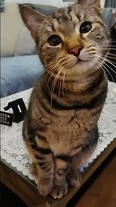 jolie bébé 🐈♥️😍🥰🙏