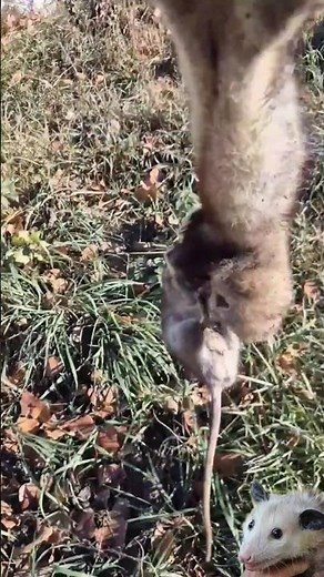 possum attack rat