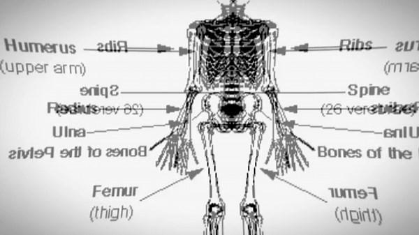 Exploring the Skeletal System in Grade 6 Science
