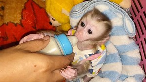 115K views · 8.2K reactions | Midnight Routine.! Mom Wake Up Feeding Milk For Big Boy Harry Routine | Monkey Daily | Facebook
