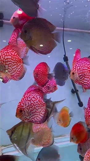 Discus Tiger #ikanhias #discusfishtank #shorts