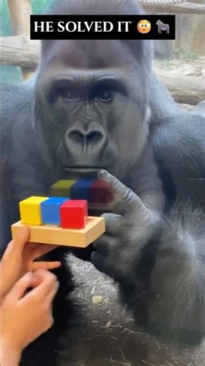 The Gorilla Solved the Puzzle… I’m Speechless 😳🦍
