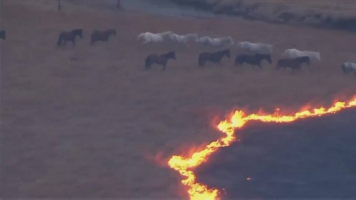 WATCH: Incredible aerial footage captures a desperate scene as a group of wild horses try to flee from an advancing grass fire in Oklahoma. | Global News