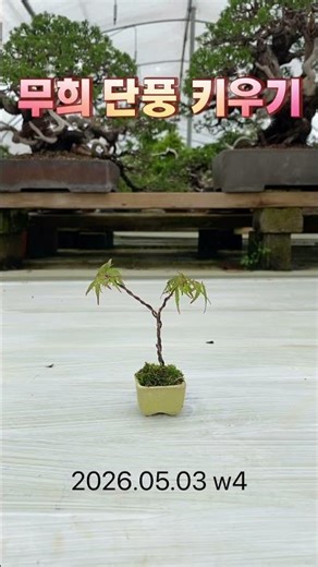 무희 단풍 키우기 2026.05.03 w4 #단풍나무 #분재 #bonsai #maple #もみじ盆栽 #盆栽 #紅葉
