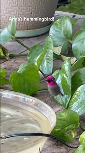 Anna’s hummingbird #birds #beautifulbirds #happy #birdwatching #backyardbirds #cutebirds #beauty