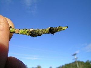 Claviceps - Different Species, Structure, Morphology and Life Cycle