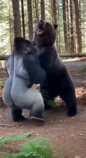 Gorilla Fights 2 Bear Brothers - DESTROYS Both! 😱 #shorts #gorilla #bears #junglefight #animalbattle
