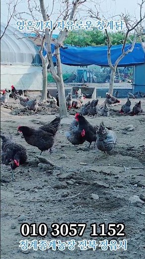 영혼까지 자유로운 청계닭 & 청계종계농장,2026,4,14,