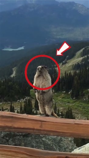 Animal Screams Like a Human