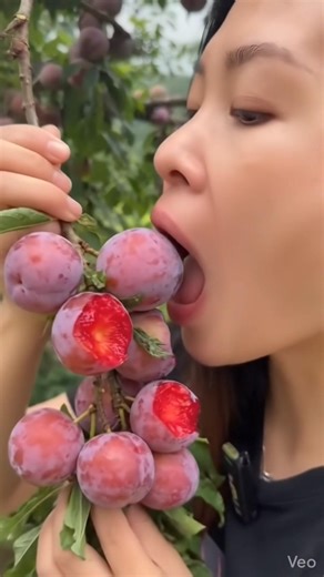 Satisfying ASMR: Eating Juicy🌳🍎Red Plums Straight From the Tree! #asmr